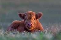 Babykuh im Gras liegend