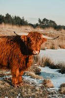 Scottish highlanders