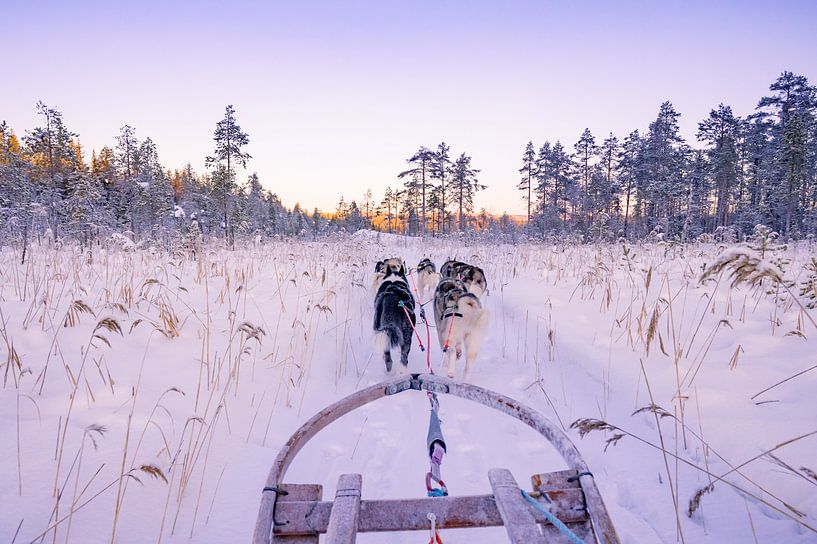 cooler Sonnenuntergang während einer Huskyfahrt von Kevin Pluk