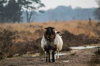 Schapen op rij – Nationaal Park Dwingelderveld
