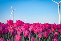Windmills and tulips in the Flevopolder
