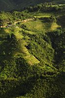 Rizières, Sapa, Vietnam