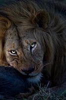 Male Lion enjoying prey on the plains of the Serengeti, Tanzania.