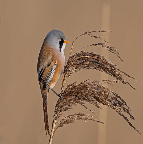 Bartmeisen-Männchen posiert oben auf dem Schilf von Henk van Dorp