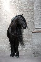 Portrait Friesian horse in church