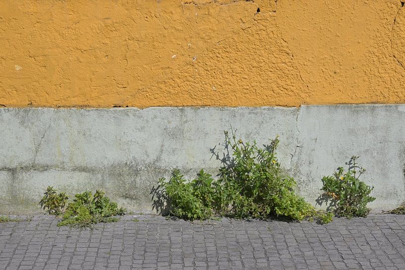 Die Natur durchbricht den Beton von Minimalistic Travel Photography by.Rieneke