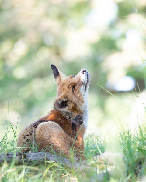 Vos par Karin van Rooijen Fotografie