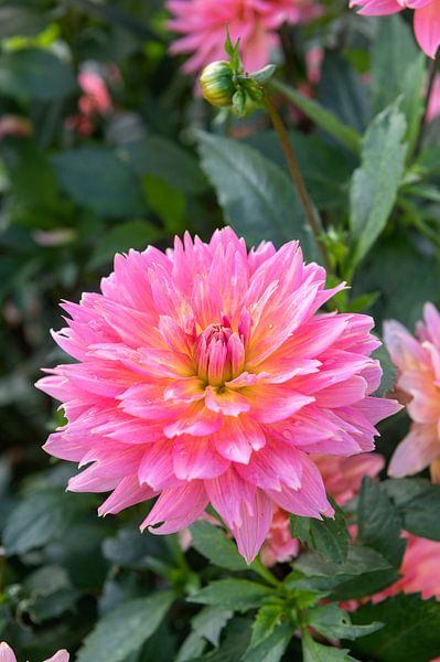 Dahlia 'Samantha' by Richard Wareham