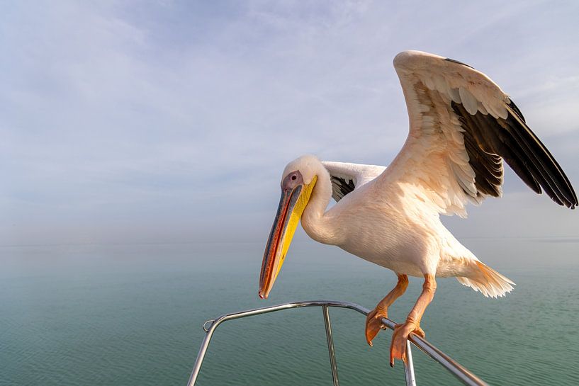 Pelikan auf der Schiffsreling von Anneke Hooijer