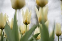 Light yellow tulips