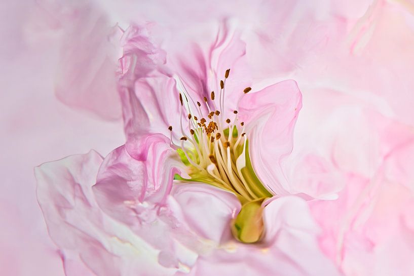 Le cœur d'une fleur rose avec étamines par Jenco van Zalk