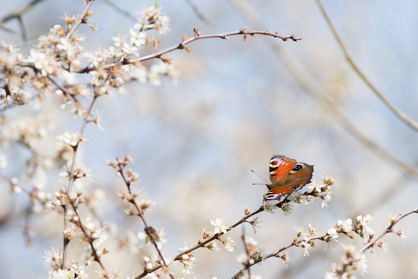 Atalanta butterfly on flowering blackthorn by Jan Jongejan