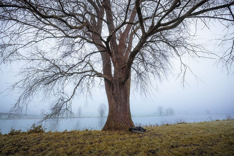 Arbre sur la Meuse dans la brume par Zwoele Plaatjes