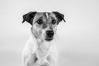 Chien, Jack Russell Terrier en noir et blanc