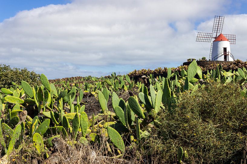 Veld met stekelperen en windmolen op de achtergrond op Lanzarote van Reiner Conrad