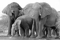 Dorstige wilde olifanten met matriarch