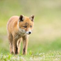 junger Fuchs im Gras