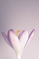 Krokus schöne Proportionen