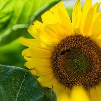 Wespe auf einer Sonnenblume