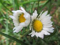 Geese flower as twins