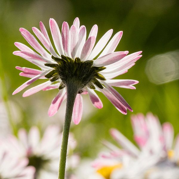 Daisies against the light by Andreas Müller
