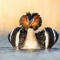 Admiraalzeilen bij futen