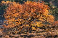 Oak on the Loenermark