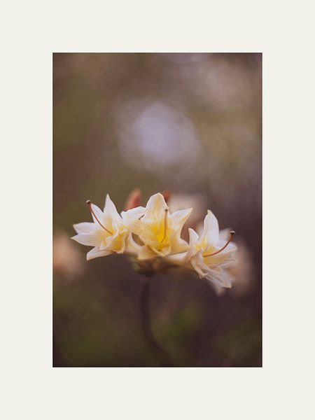 Flower with soft colors van Finch-Art