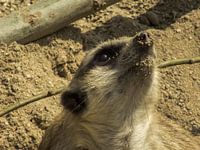 Curious Meercat