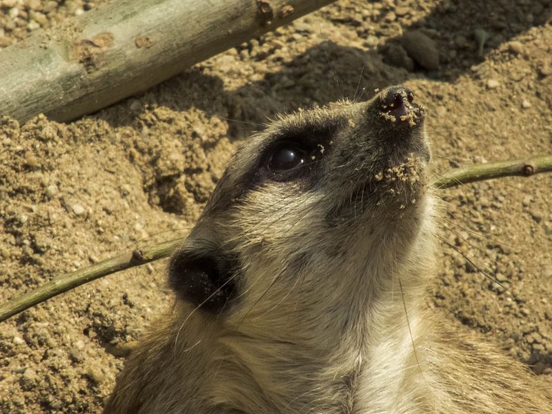 Curious Meercat by Dirk Aerts