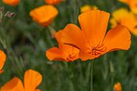 Goldmohn - Kalifornischer Mohn