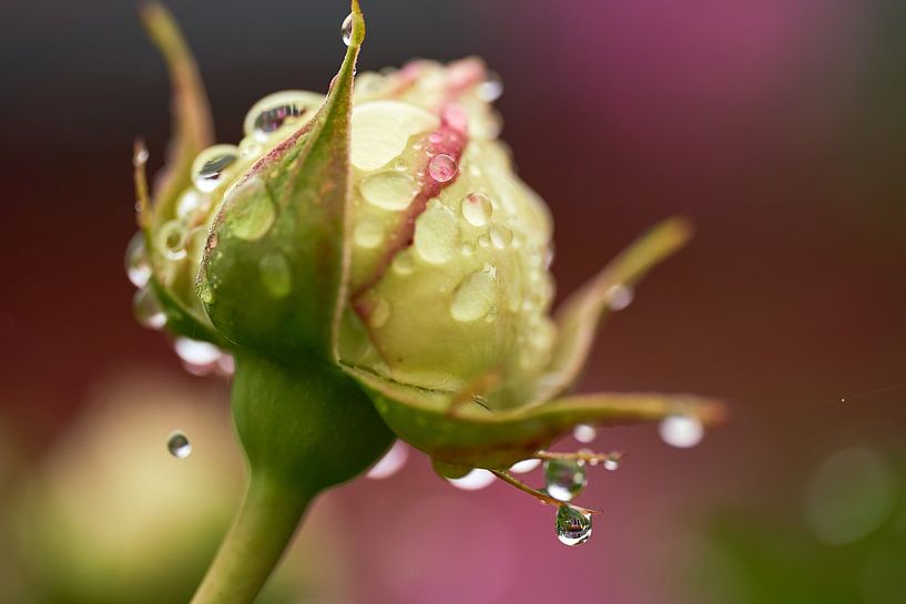 Rosebuds by Jörg Bongartz