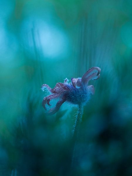 Wildemanskruid Bloem Pulsatilla vulgaris von Mirakels Kiekje