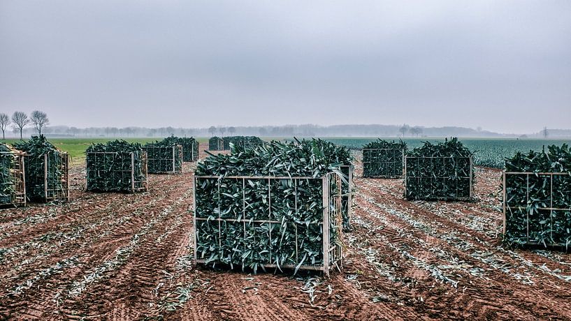 ein Lauch gehört dazu von jan van de ven
