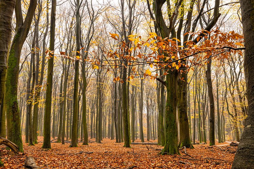 Veluwe von Esther Bakker-van Aalderen