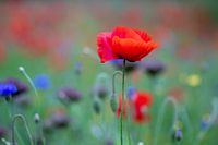 Fleurs sauvages au-dessus du niveau du sol. Si seulement ça se passait bien.