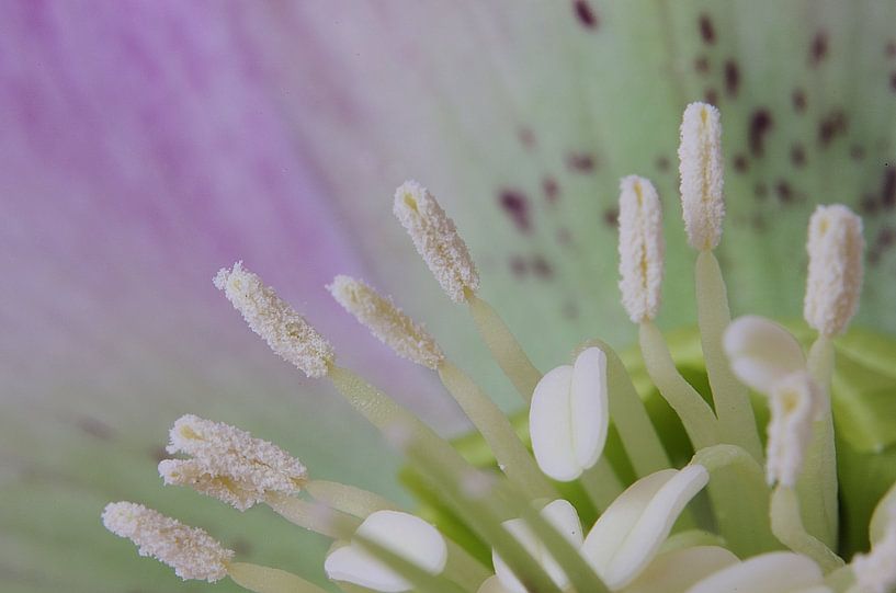 Mit Vergnügen, Helleborus Macrophotography von Watze D. de Haan