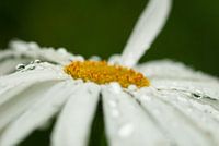 daisy with dew