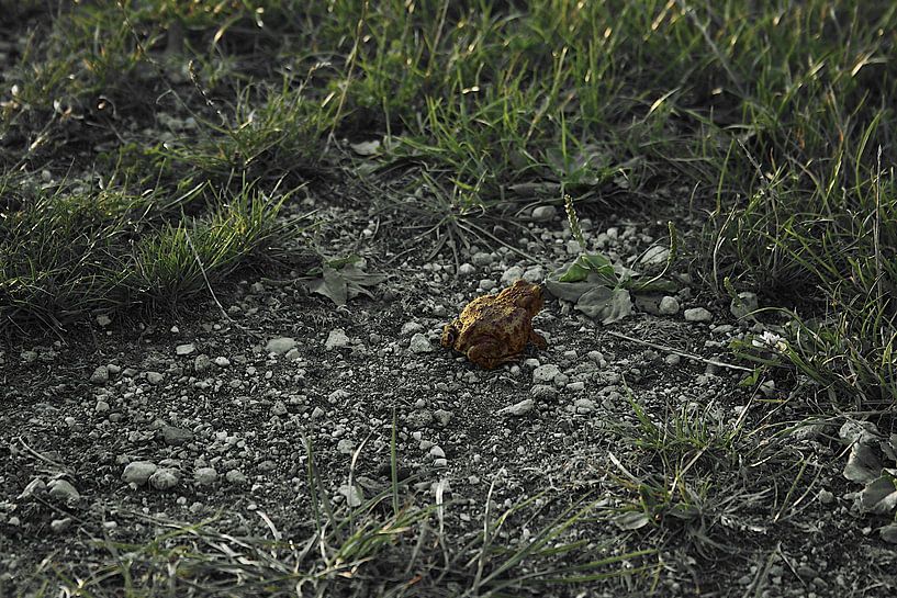 Pfad auf Pfad - kontrastreiches Detail auf der Landstraße von Masterpiece Living