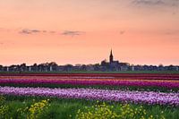 Mitteldünger im Abendlicht