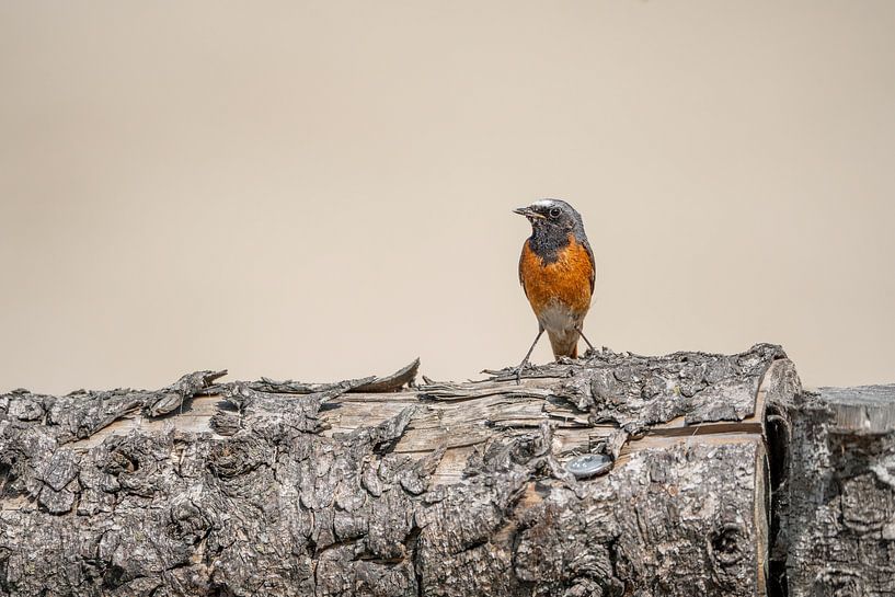 Fiery Contrast Collared Redstart on Trunk by Femke Ketelaar