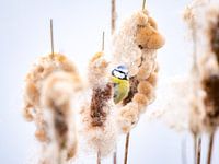 Blue tit eats from bulrush