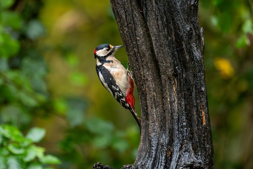 Buntspecht von Peter Bartelings