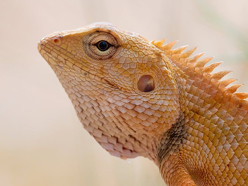 Head of Eastern garden lizard (Calotes versicolor) by Laurens de Waard