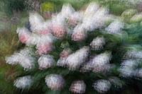 Bloeiende pluimhortensia als in een droom gevangen