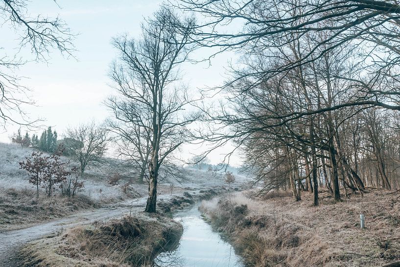 Winter in Wolfheze - Veluwe, Niederlande, Pastellfarben von Wandeldingen