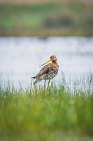 Black-tailed godwit in the rain