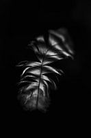 Feder, abstrakt, schwarz-weiß, Naturfotografie