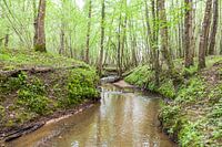 beekje in het bos in de zomer