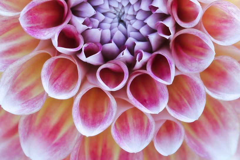 Dahlia by Daniela Beyer